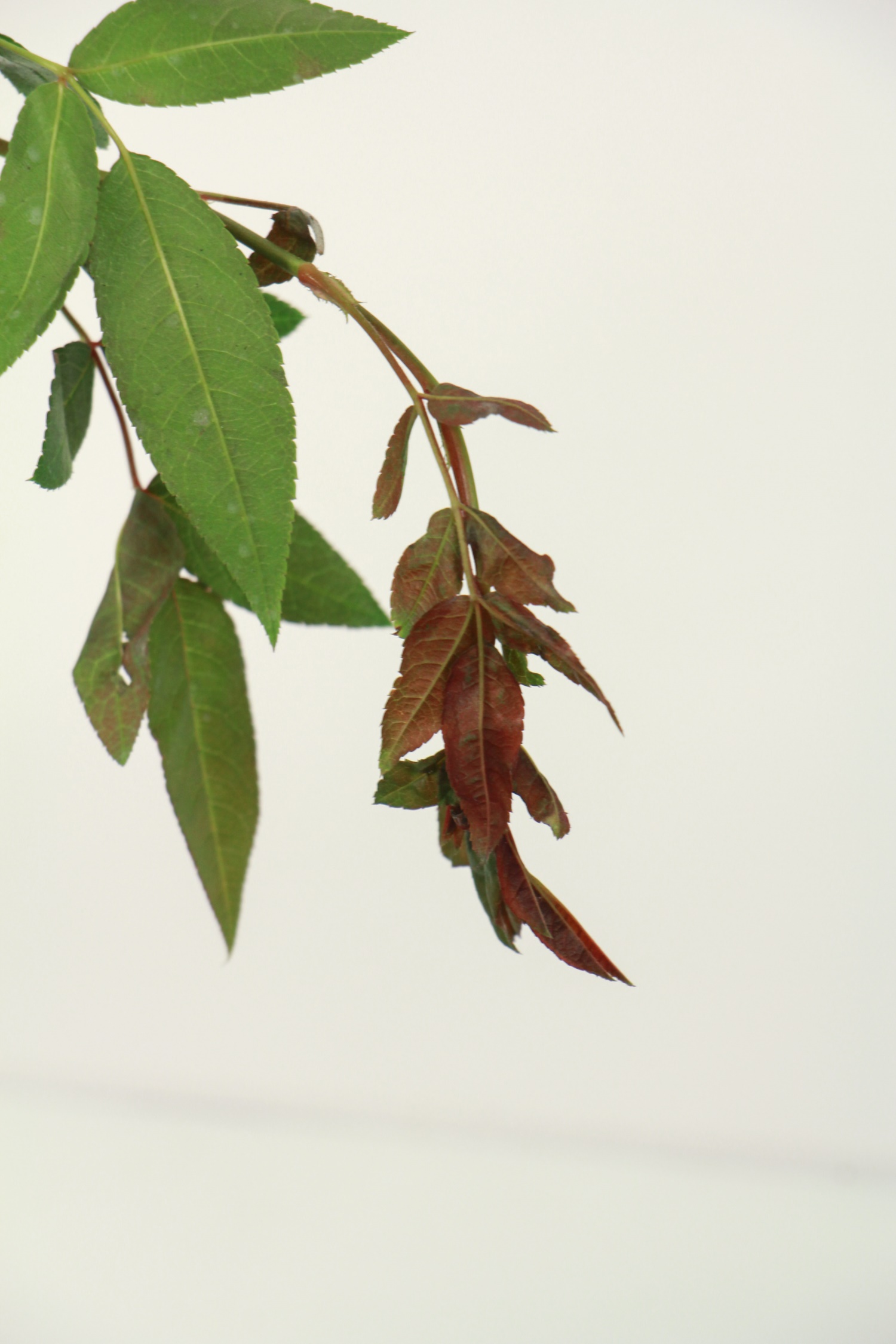 Mahogany incense