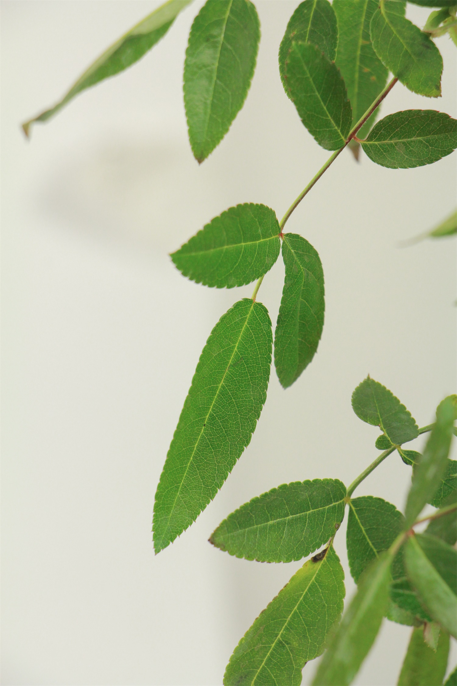 Mahogany incense