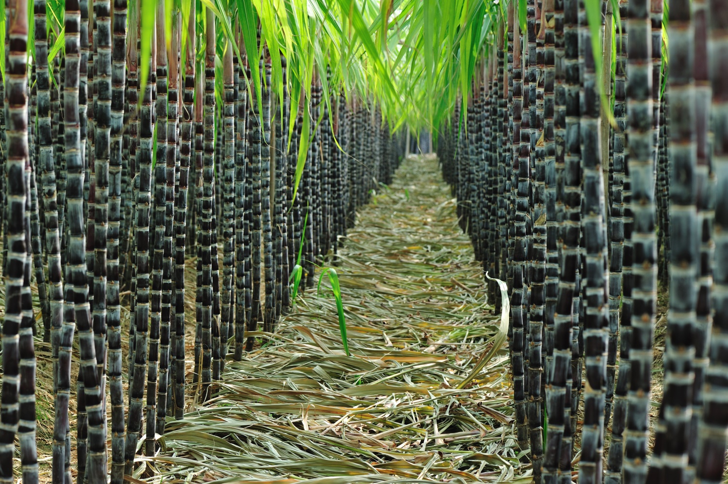 Sugar cane