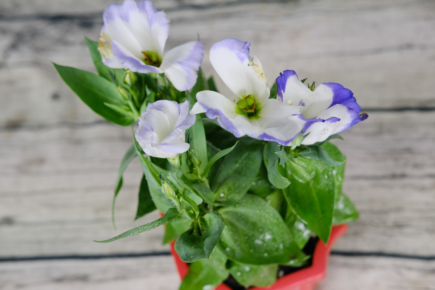 Eustoma grandiflorum