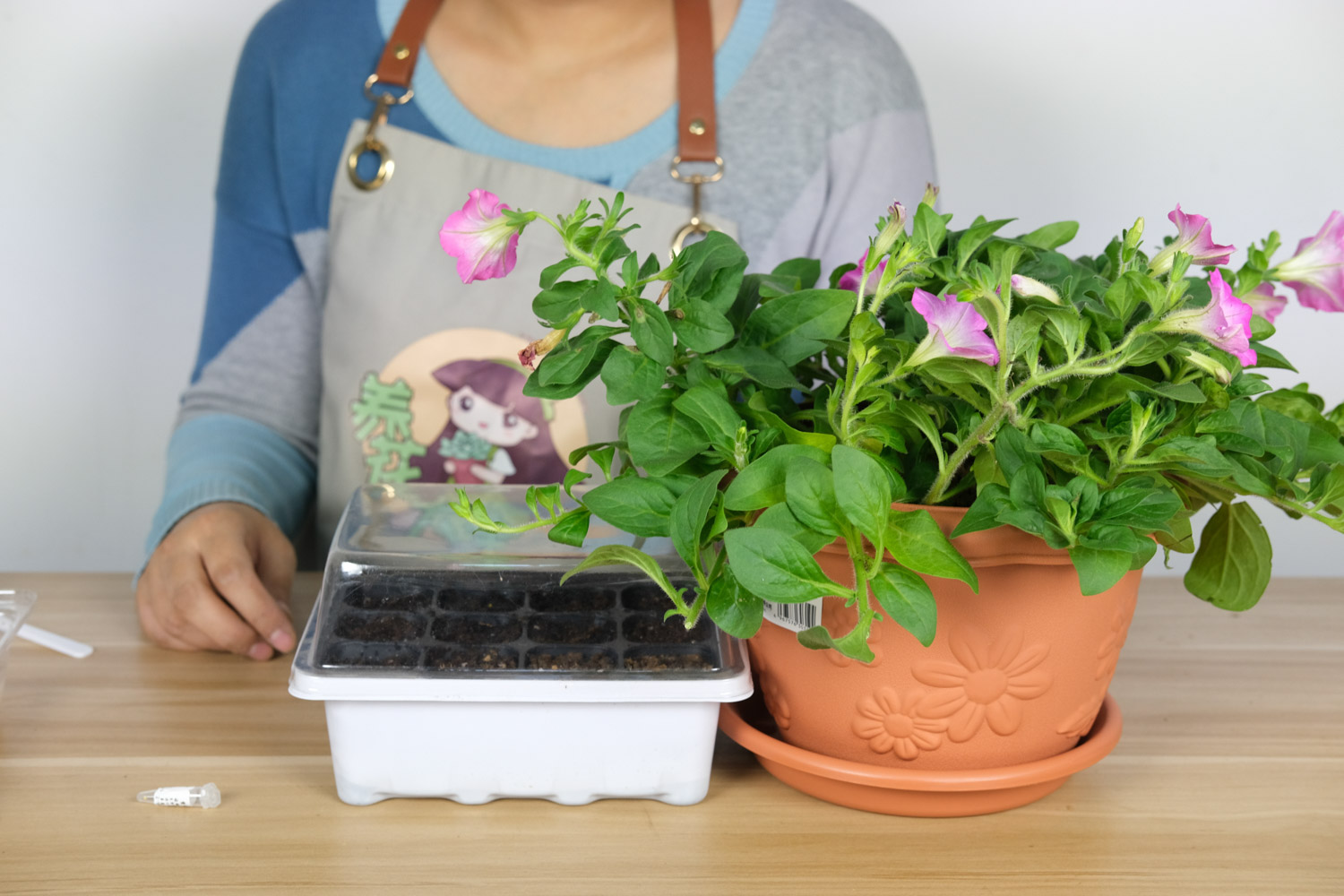 Petunia hybrida