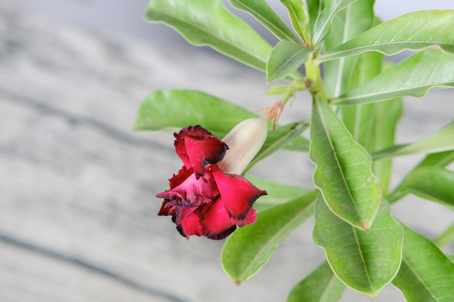 Adenium obesum