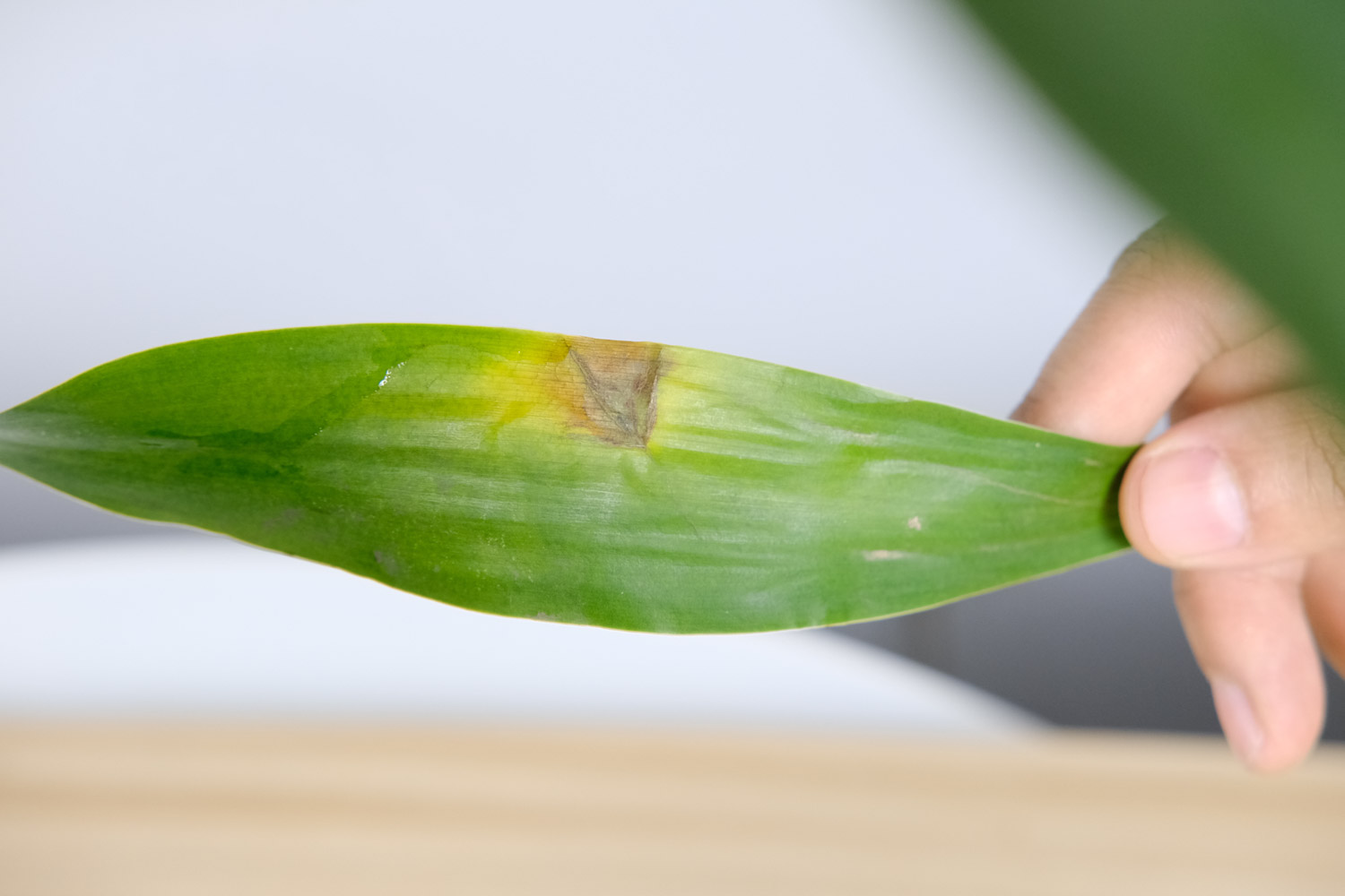 dracaena sanderiana