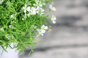 how to revive a plant that the water dried up