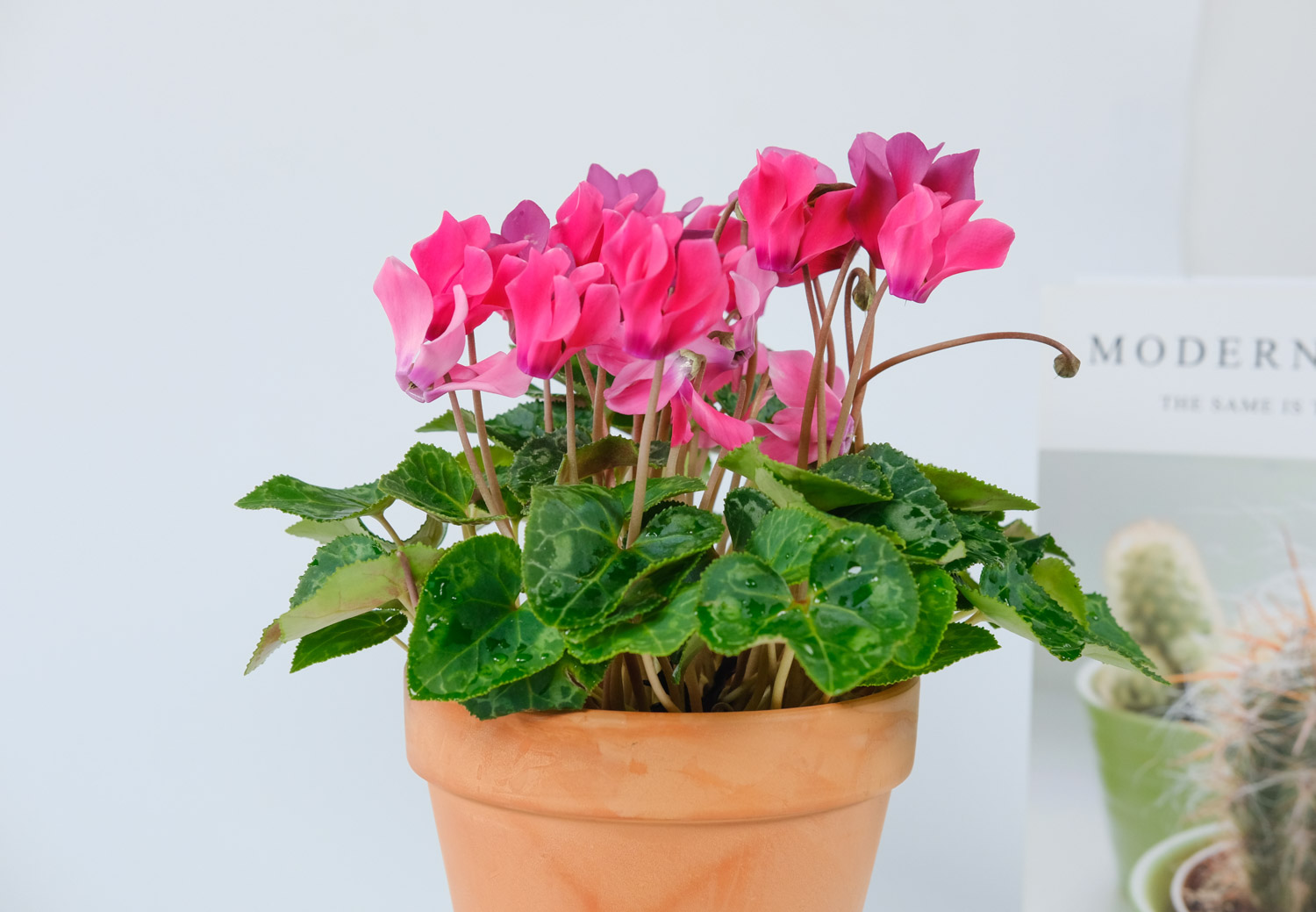 Cyclamen