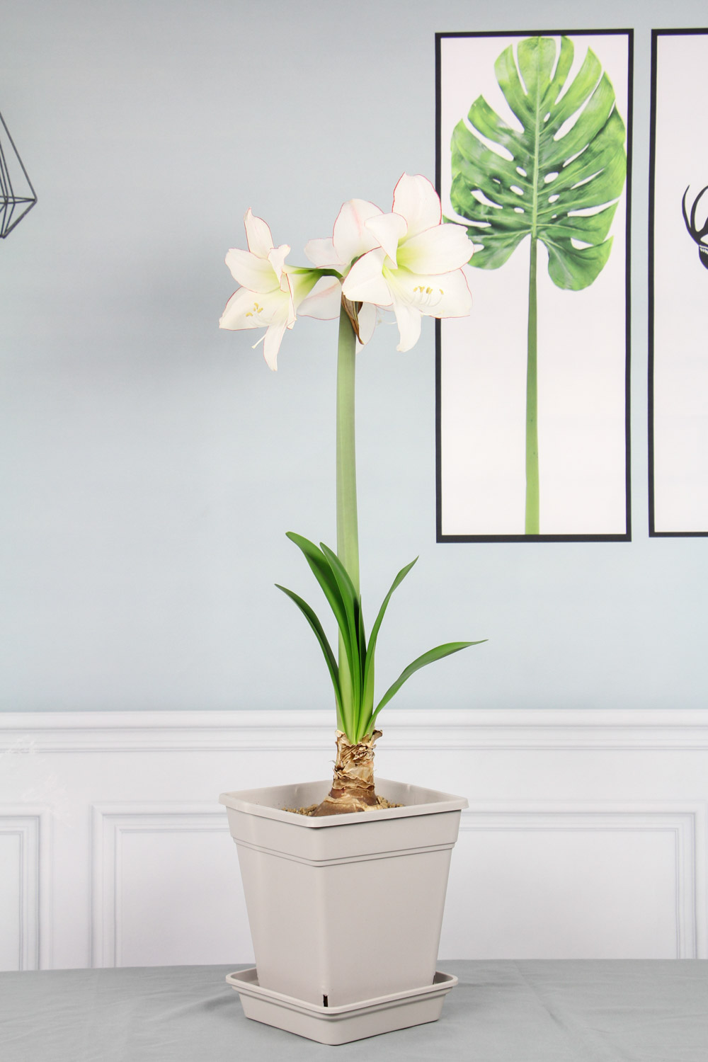 amaryllis