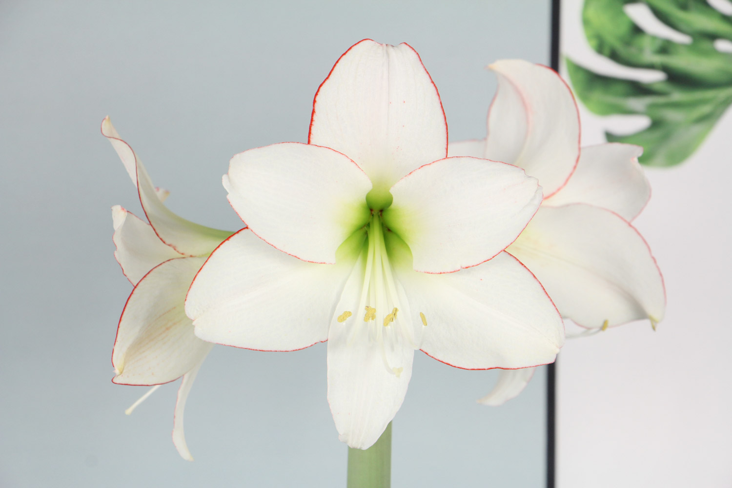 amaryllis