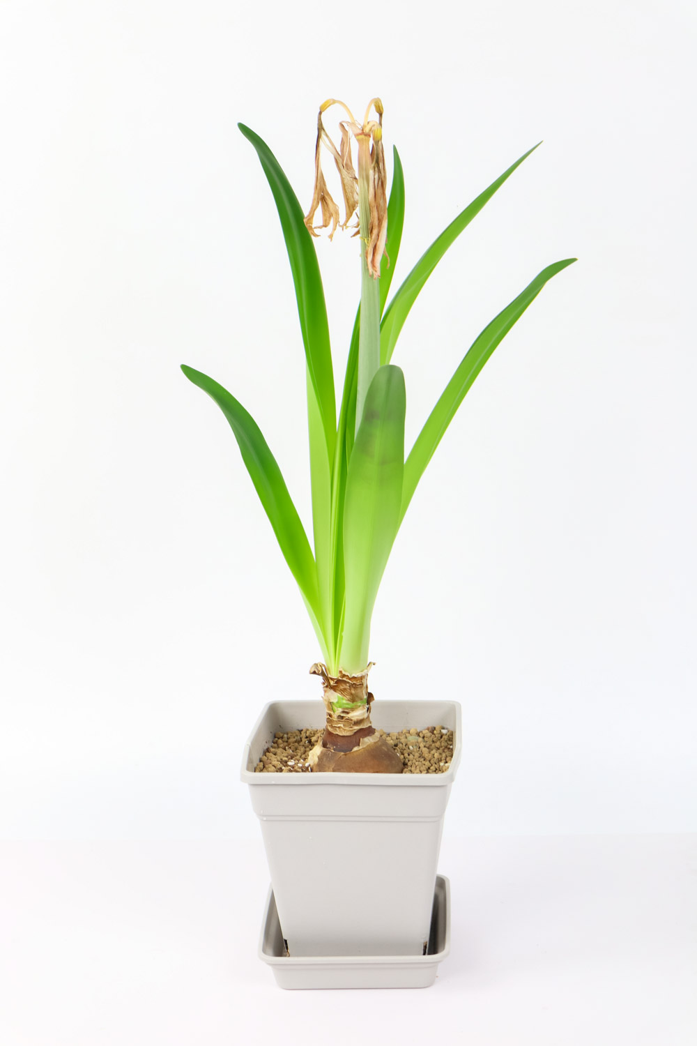 amaryllis