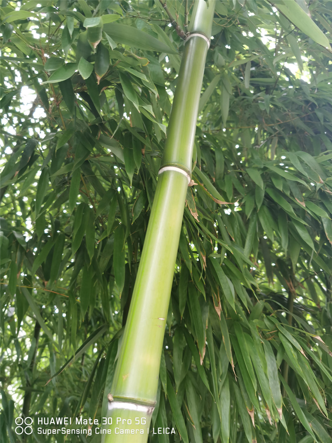 Bamboo