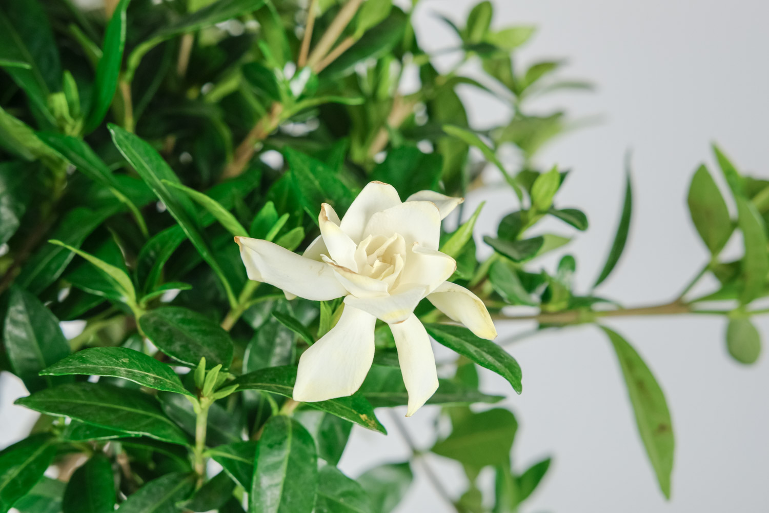 Gardenia