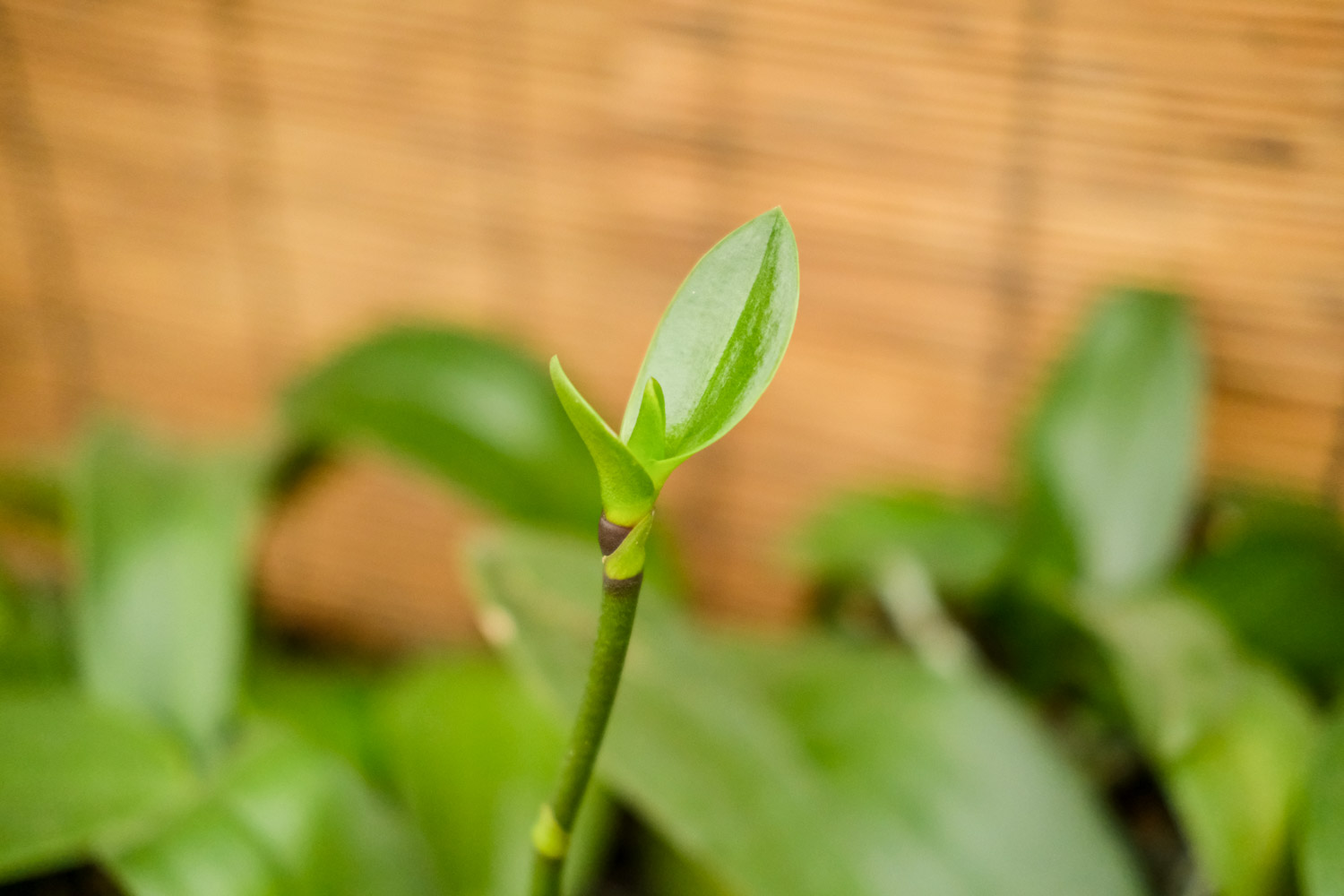 moth orchid