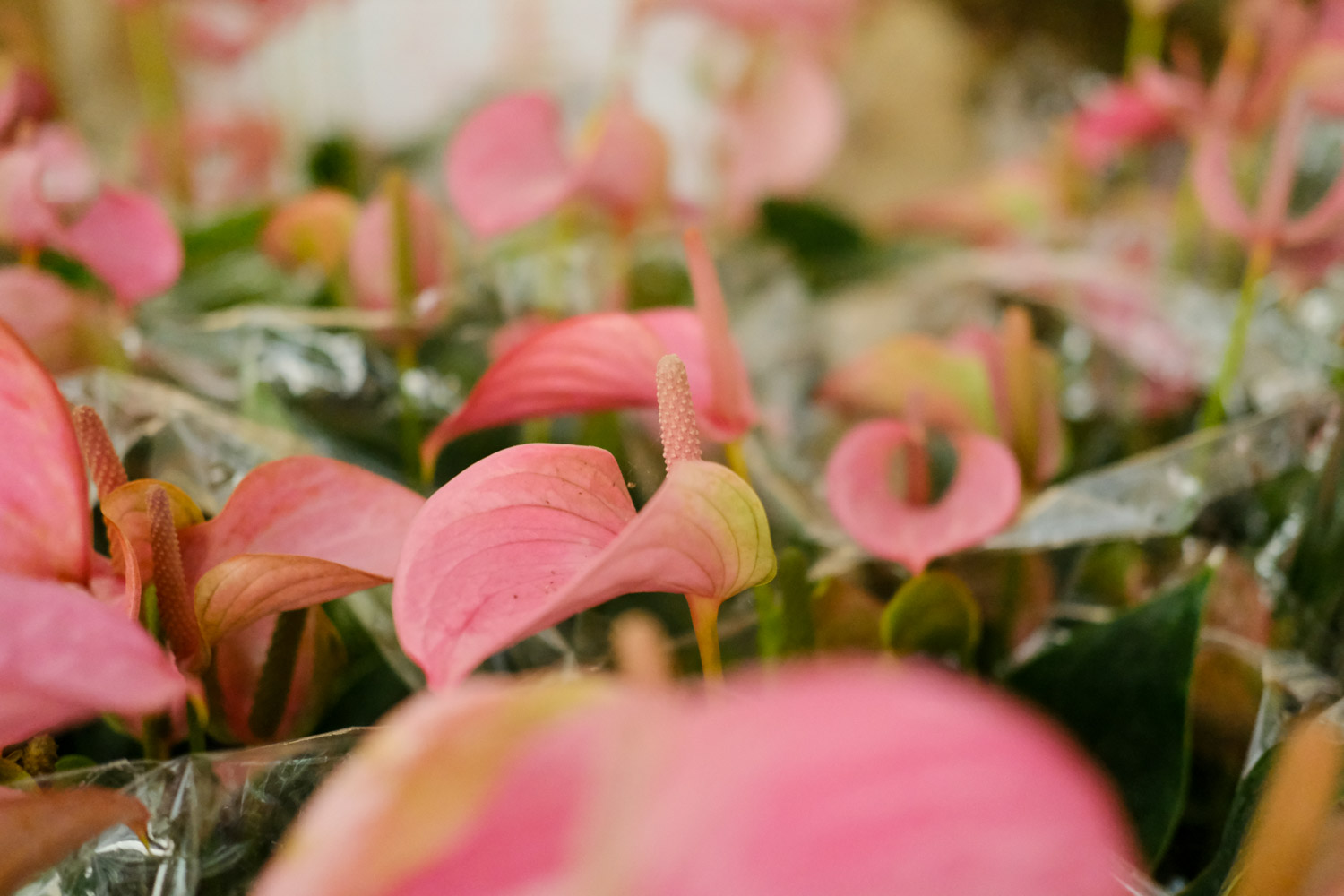 anthurium andraeanum