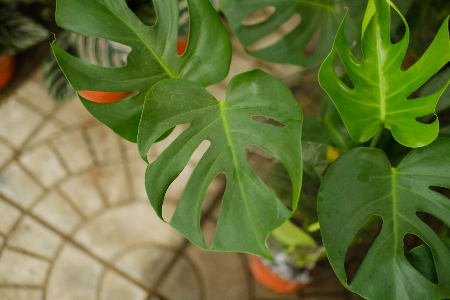 Phyllostachys pubescens