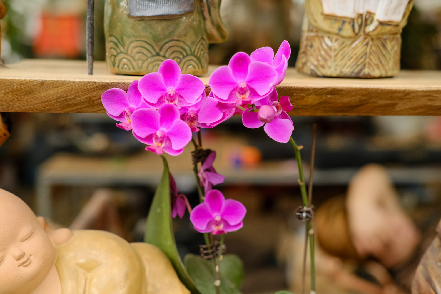 moth orchid