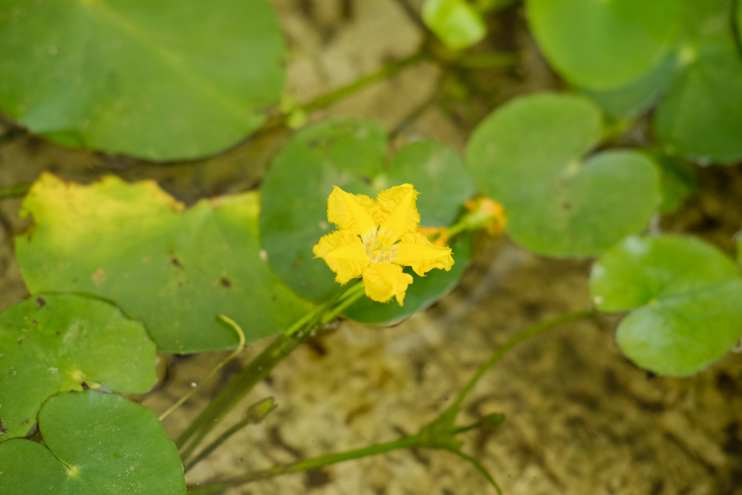 Watercress