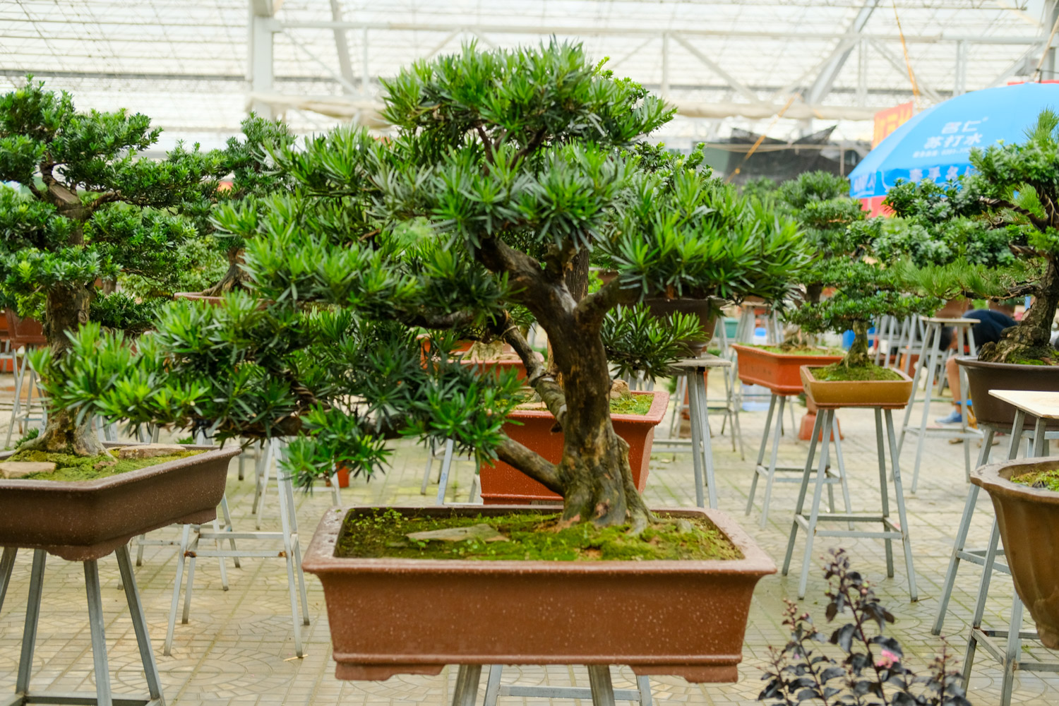 Podocarpus