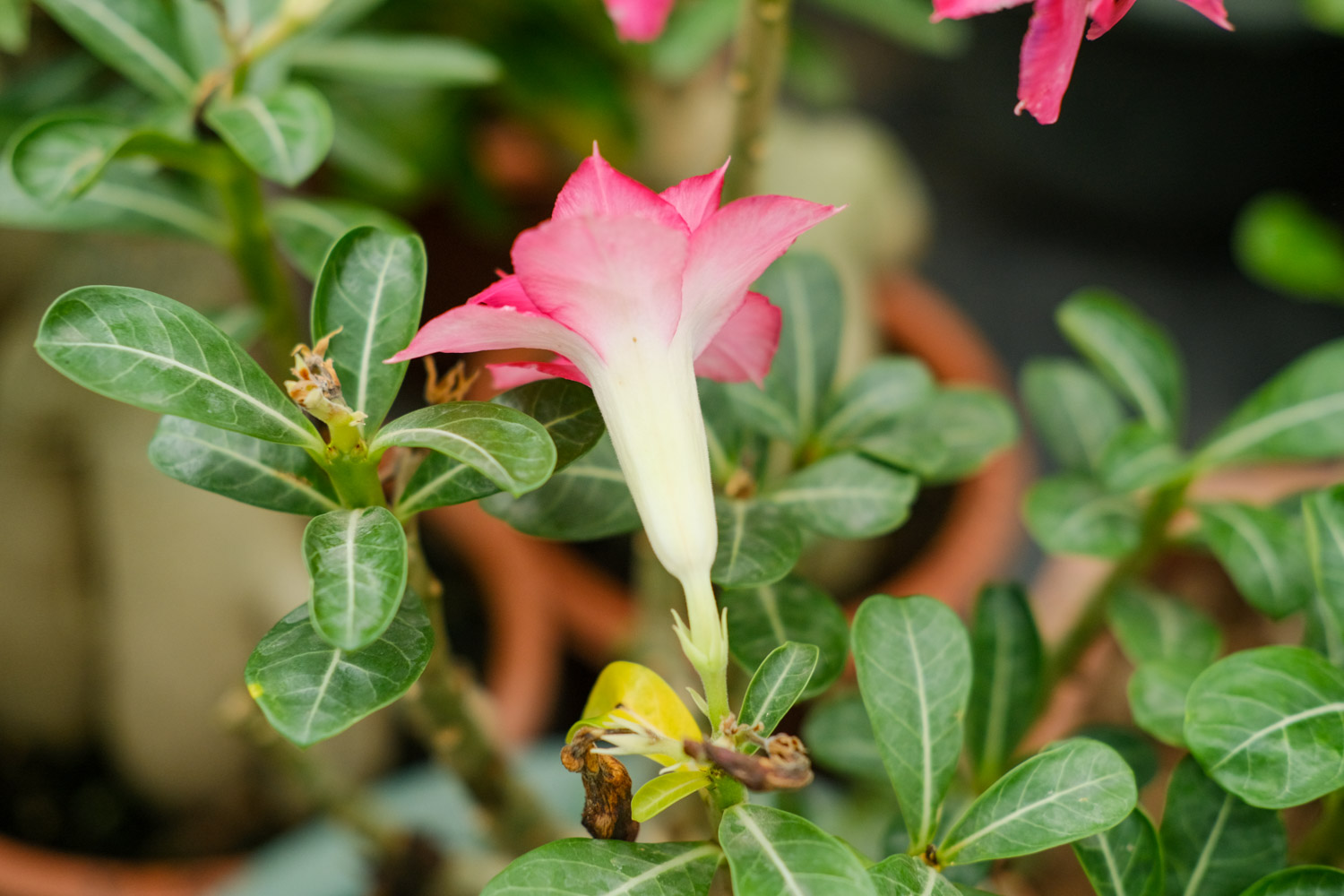 Adenium obesum