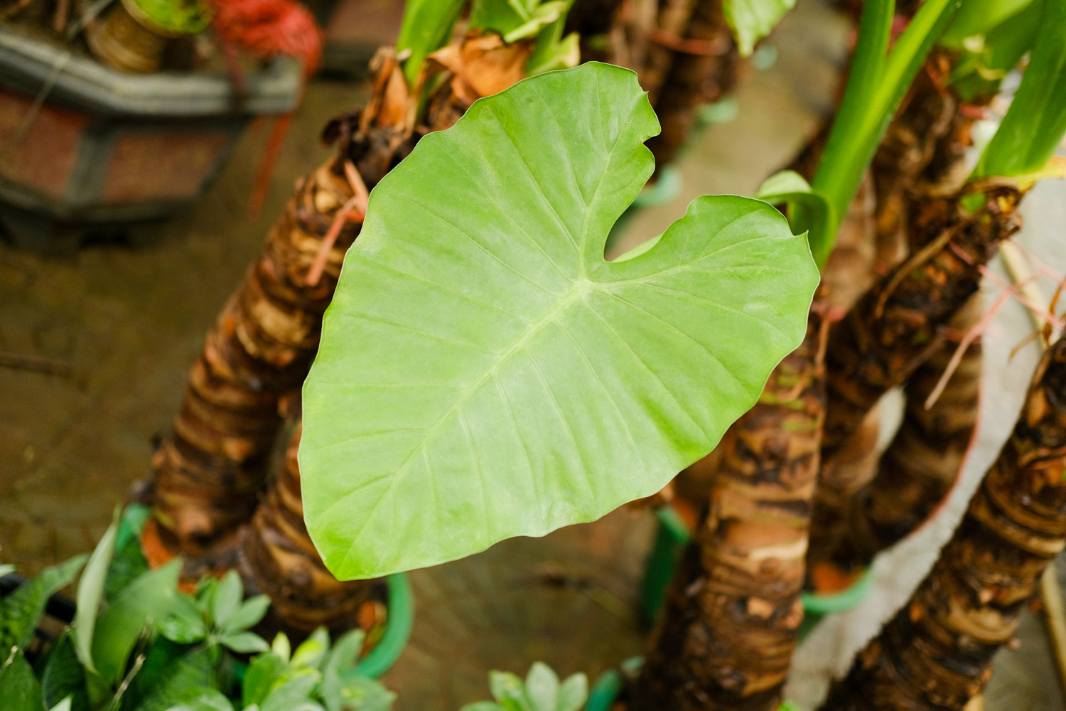 Alocasia macrorrhiza