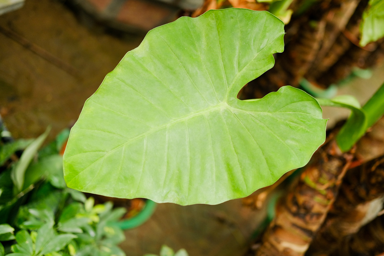 Alocasia macrorrhiza