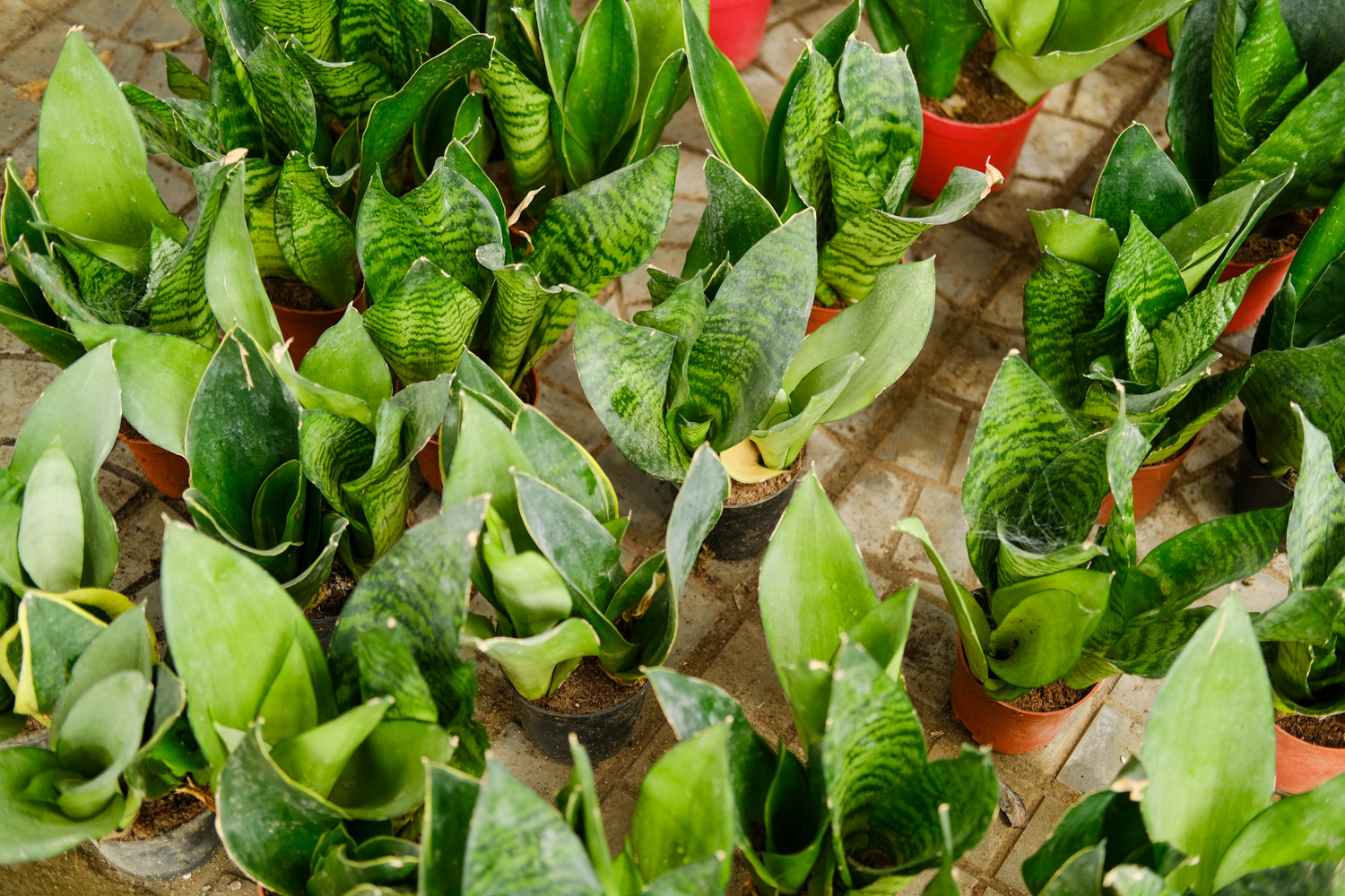 Sansevieria trifasciata