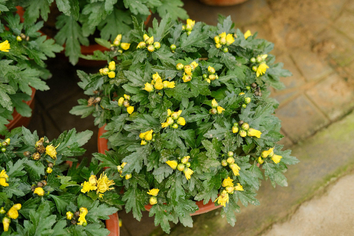 Chrysanthemum