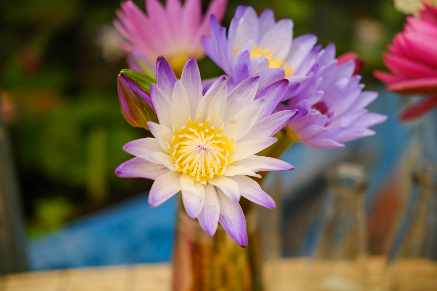 Water lilies