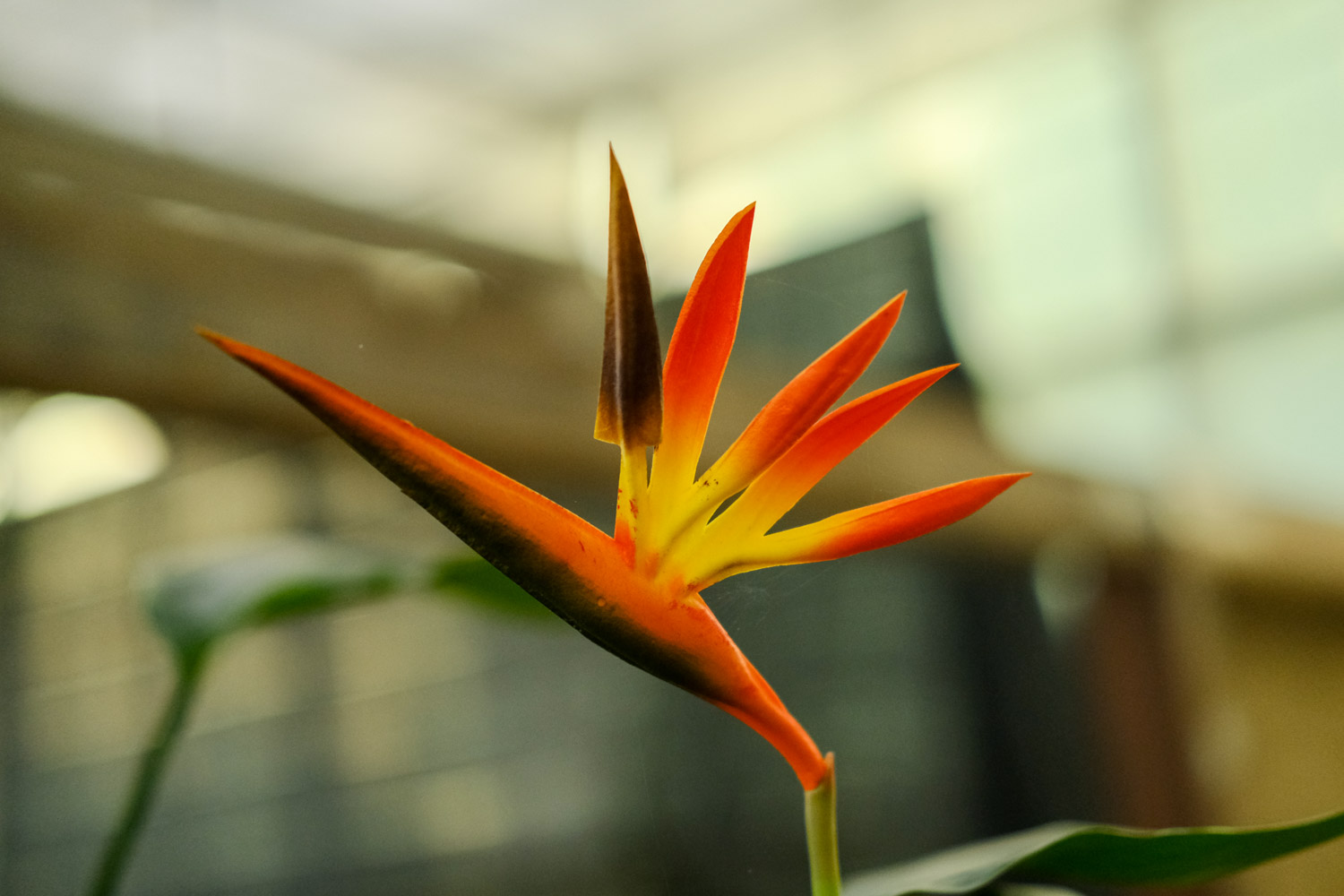 Bird of Paradise