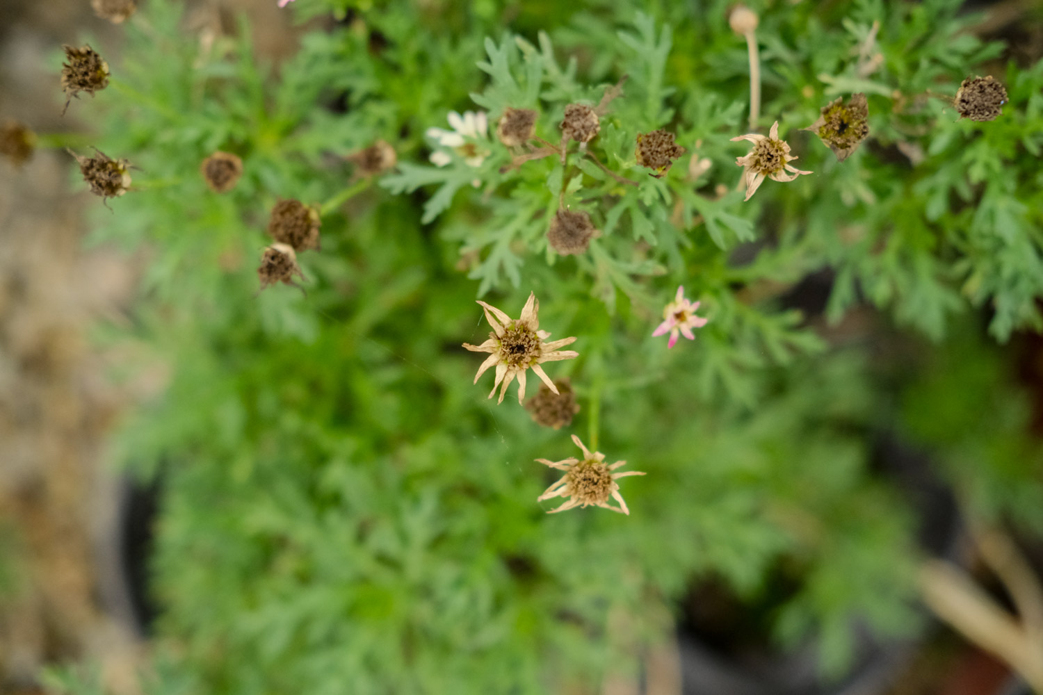 Chrysanthemum