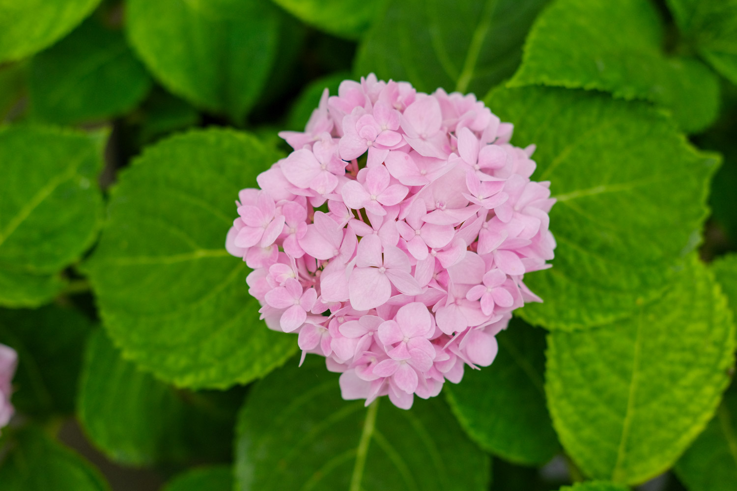 hydrangea