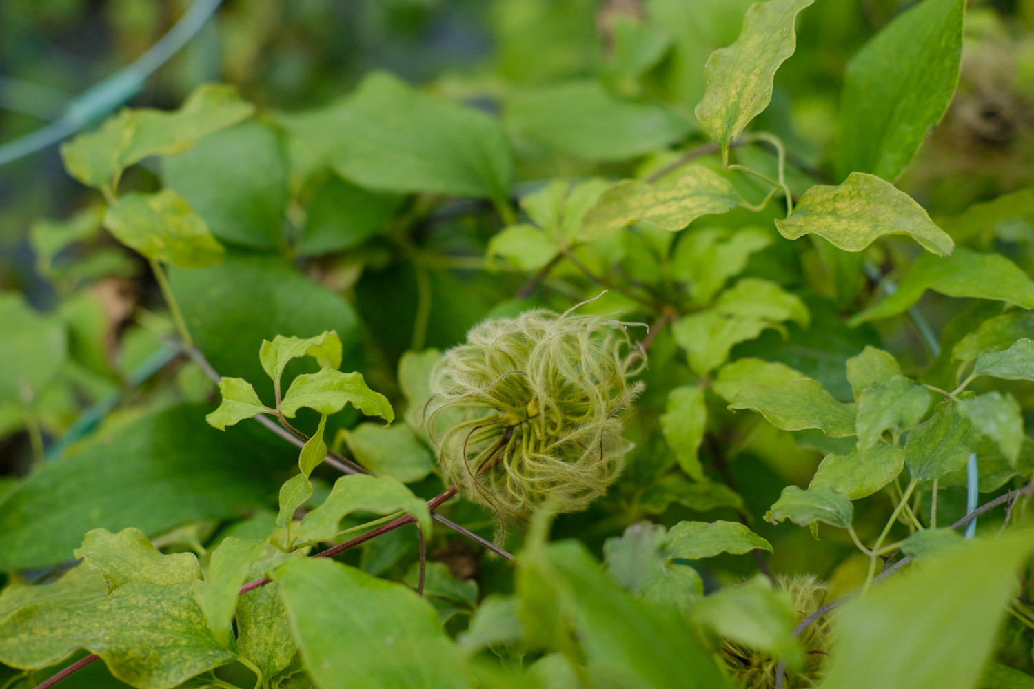 Clematis