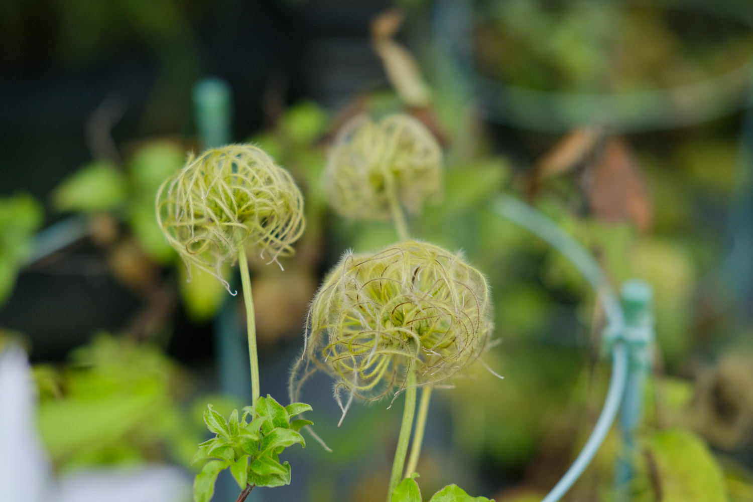 Clematis