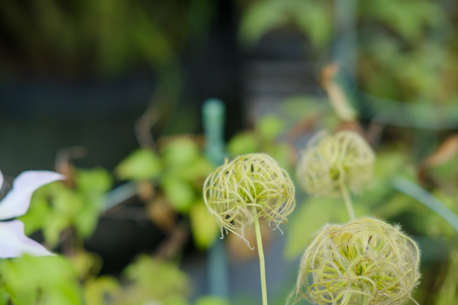 Clematis