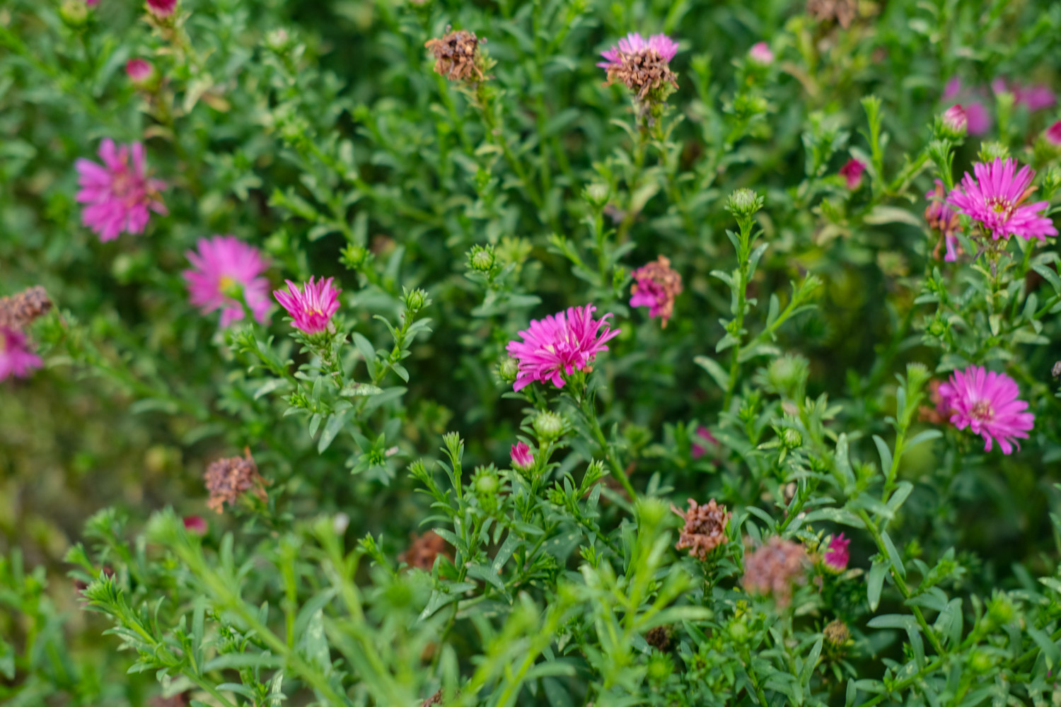 Chrysanthemum