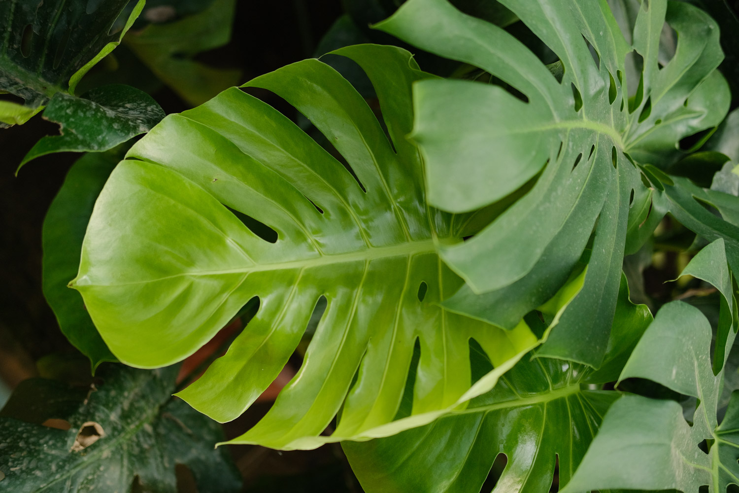 Phyllostachys pubescens