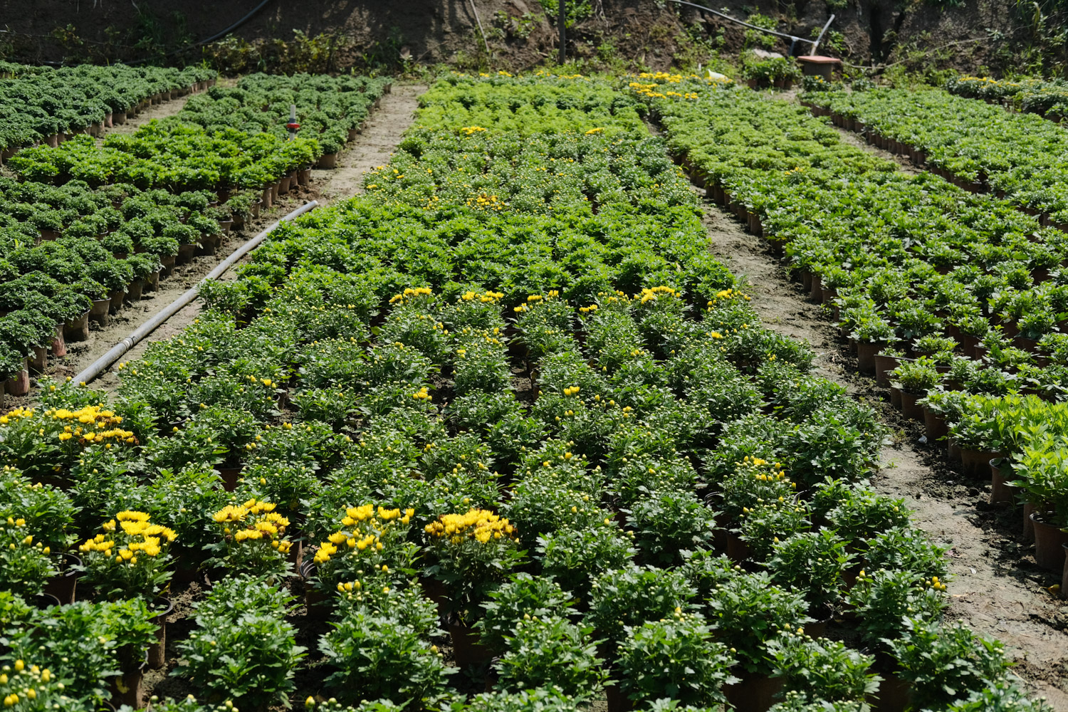 Chrysanthemum