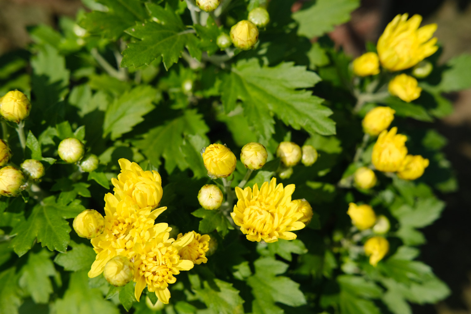 Chrysanthemum