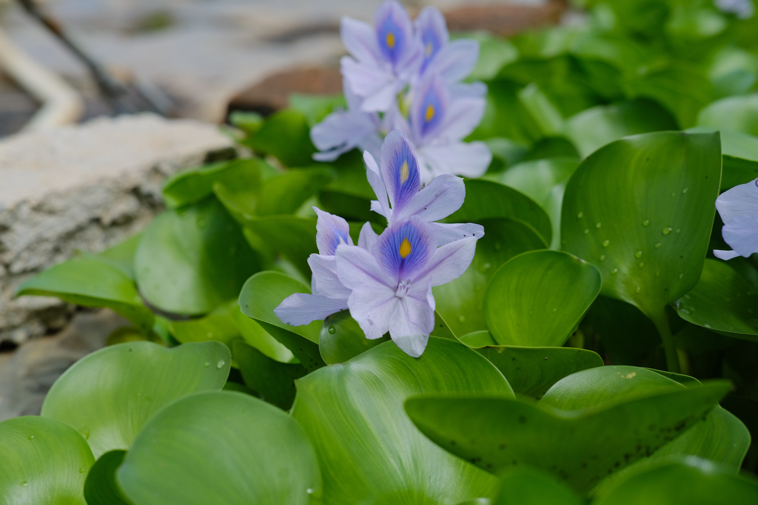 water hyacinth