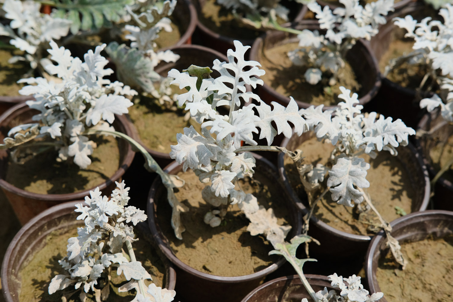 Silver leaf Chrysanthemum