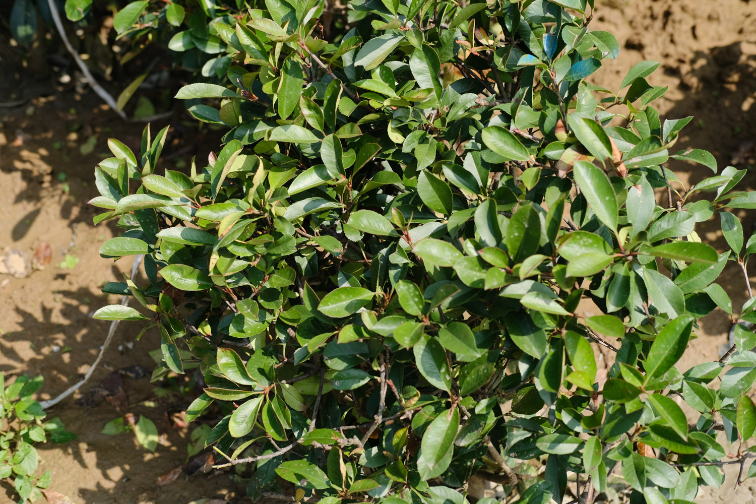 Chinese photinia