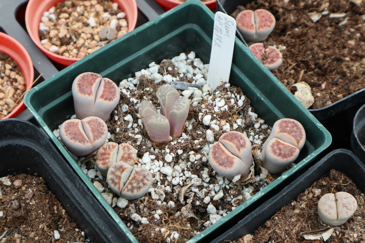 Lithops