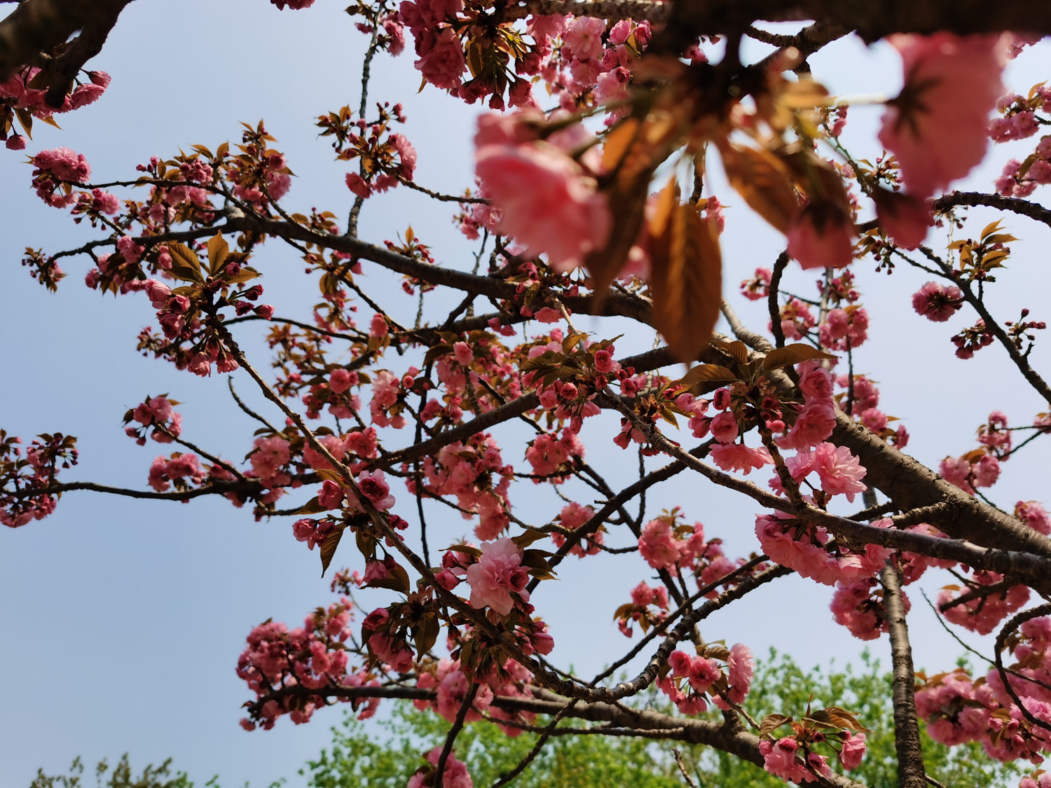 cherry blossoms