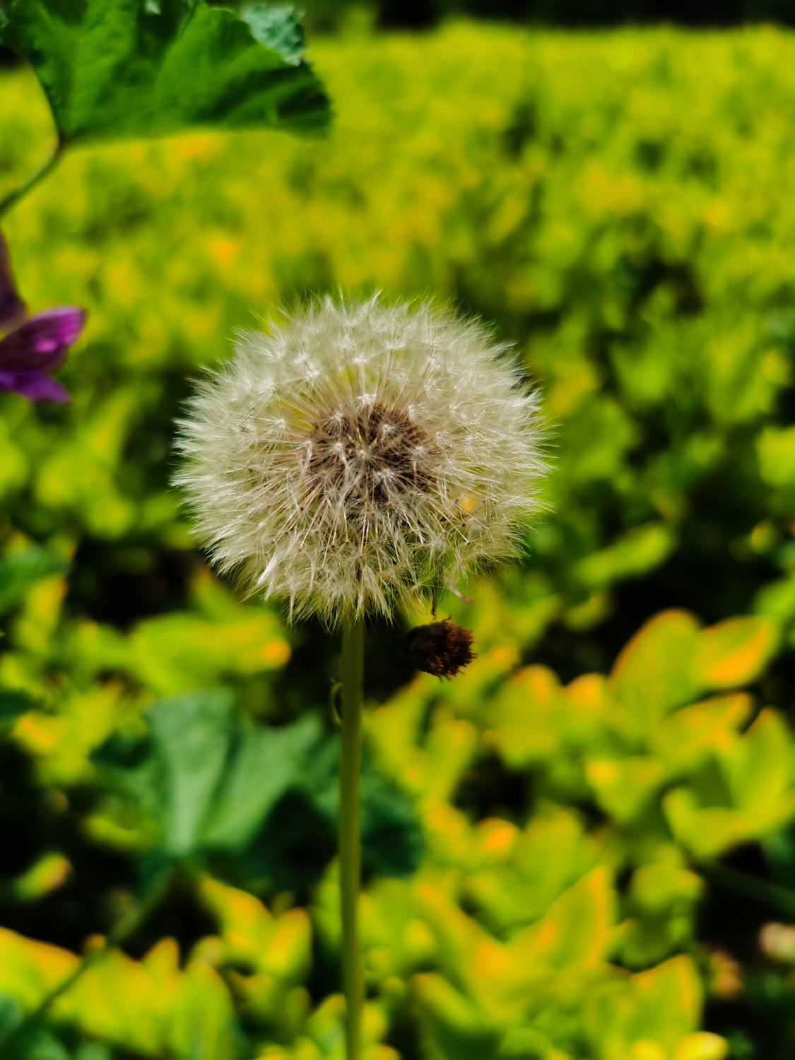 Dandelion