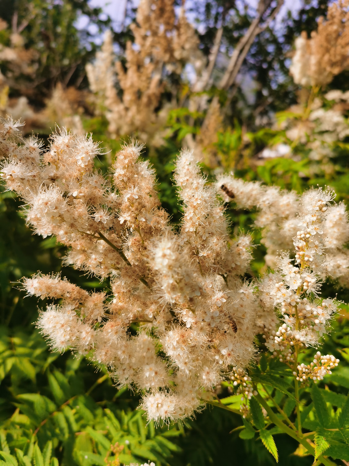 Sorbaria sorbifolia