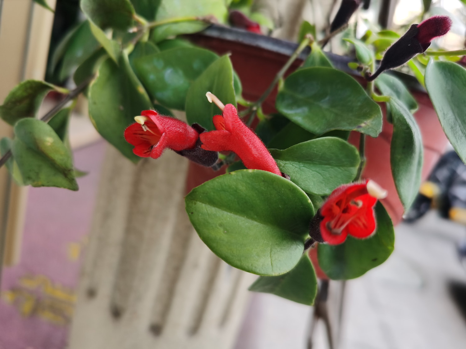 Aeschynanthus pulcher 