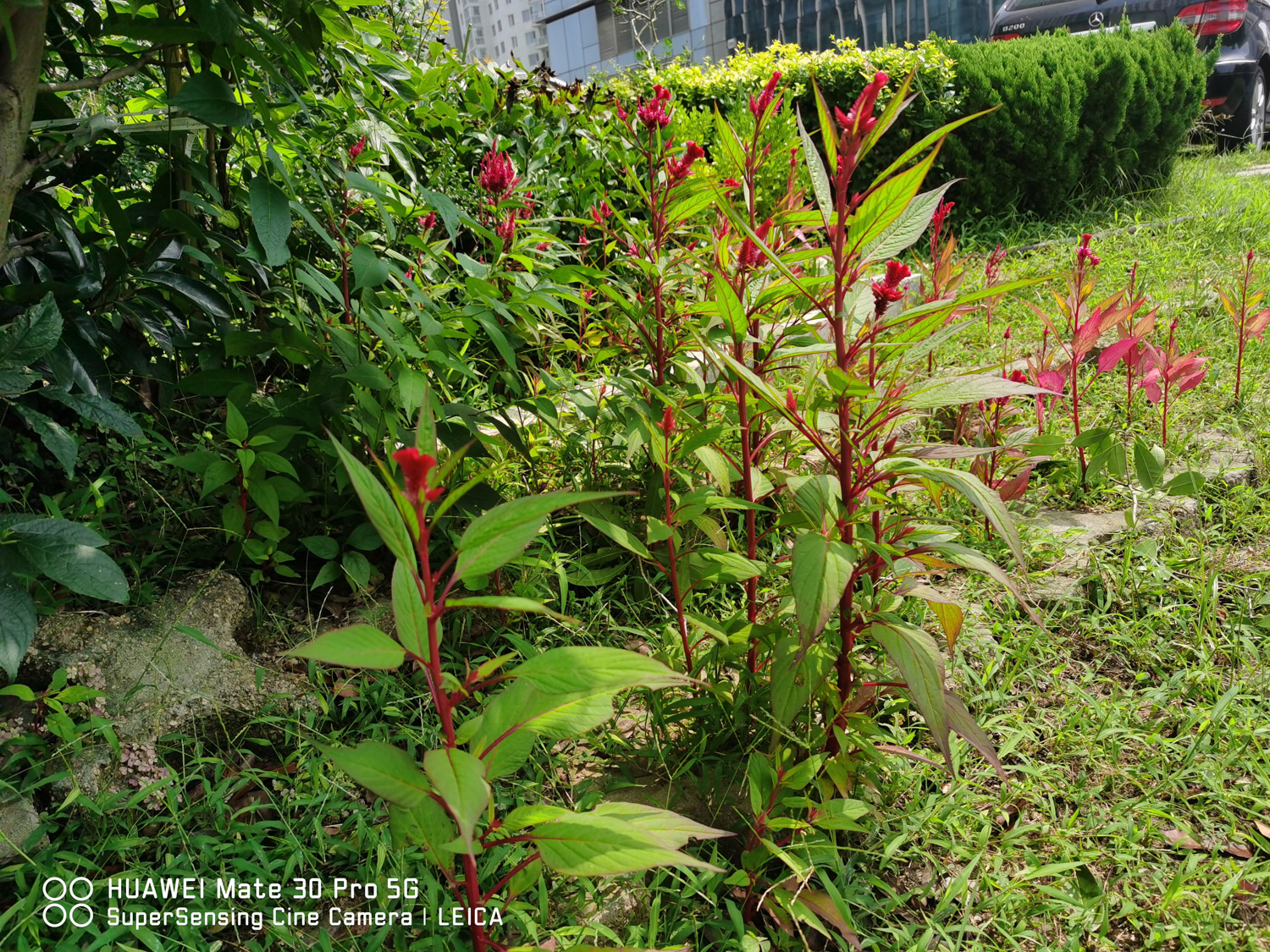 Celosia