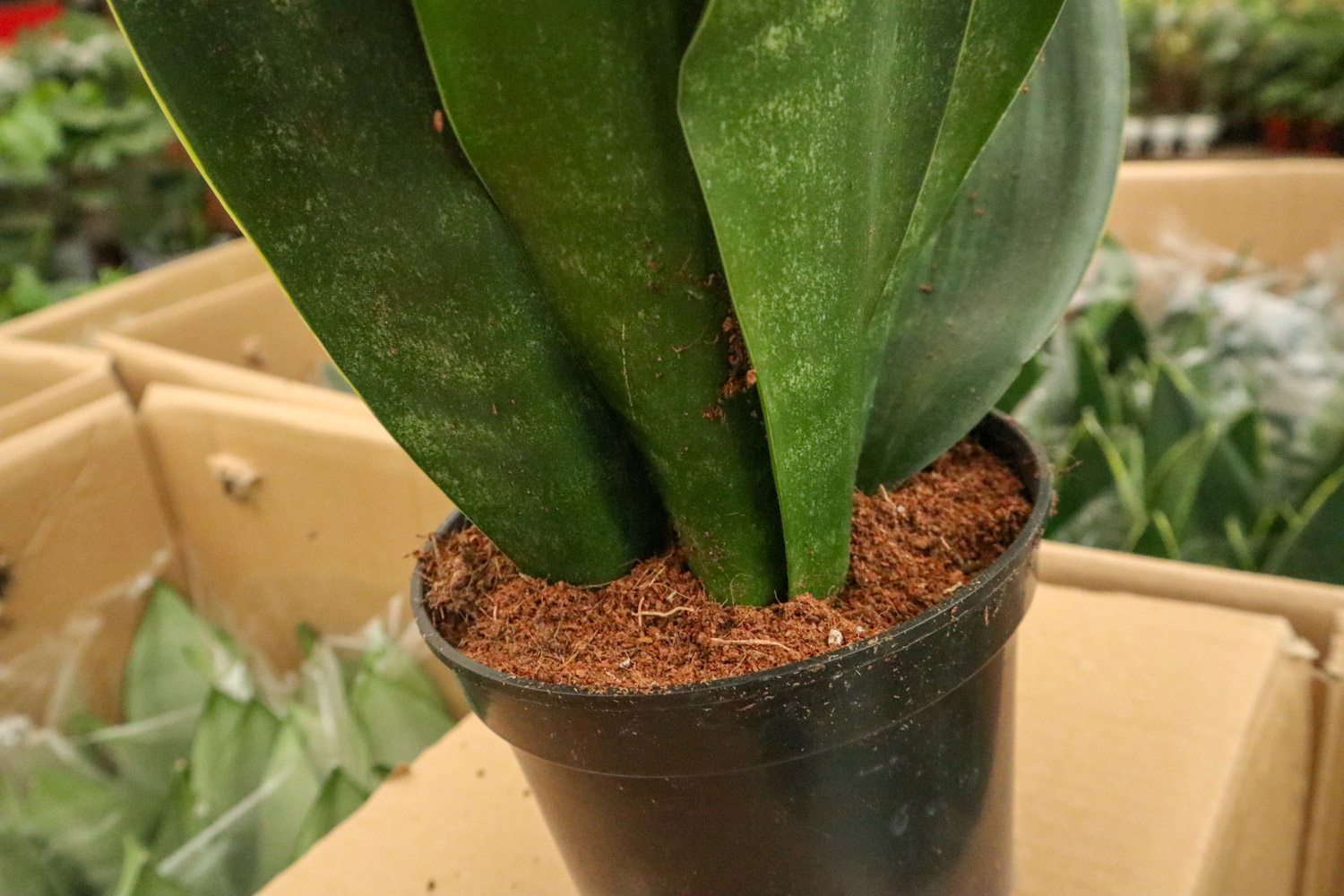 Sansevieria trifasciata