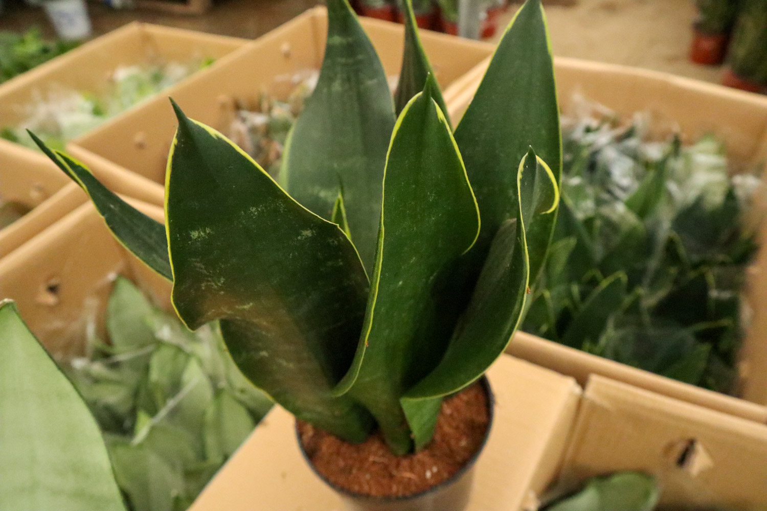 Sansevieria trifasciata