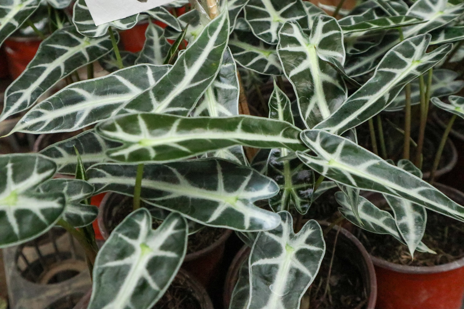 Alocasia xamazonica 