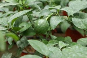 are used tea bags good for tomato plants