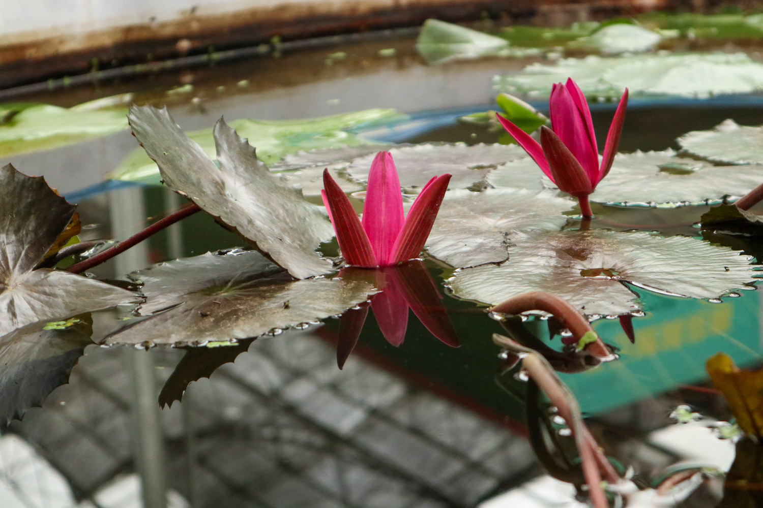 Water lilies